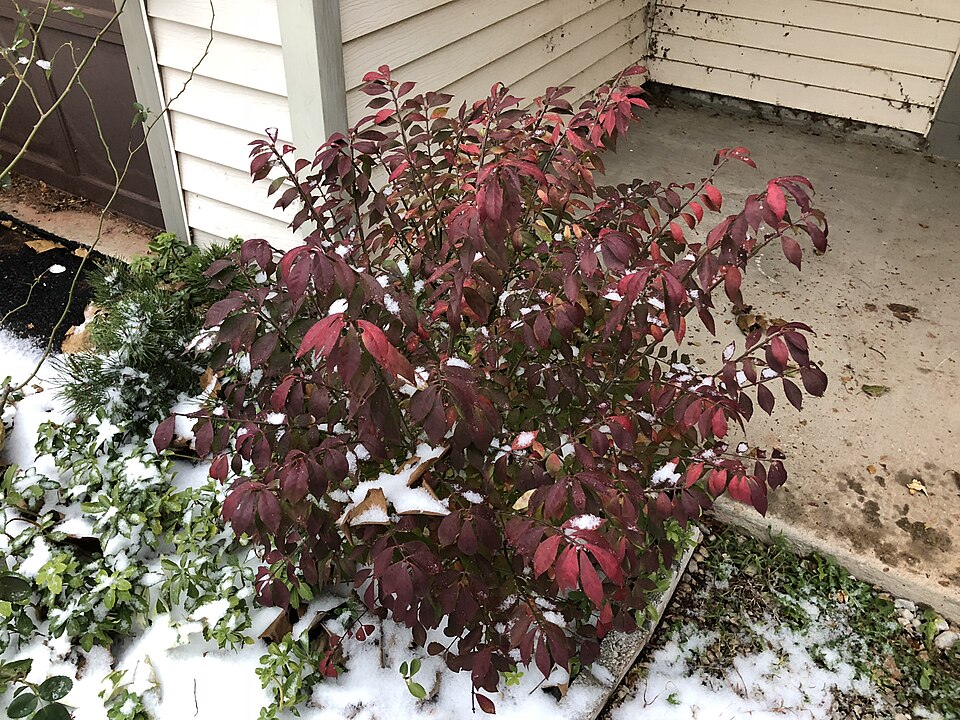 Euonymus alatus 'Compactus' (dwarf winged euonymus) (alternate view 3)