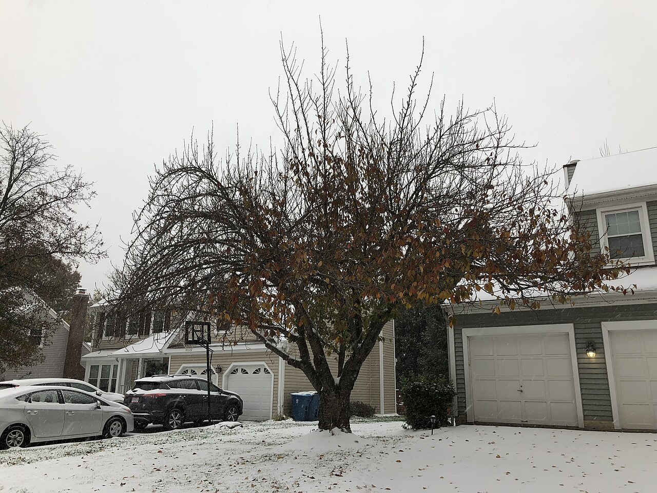 Prunus serrulata 'Kanzan', Kanzan cherry — upright deciduous (Rosaceae) (image 9 of 9)
