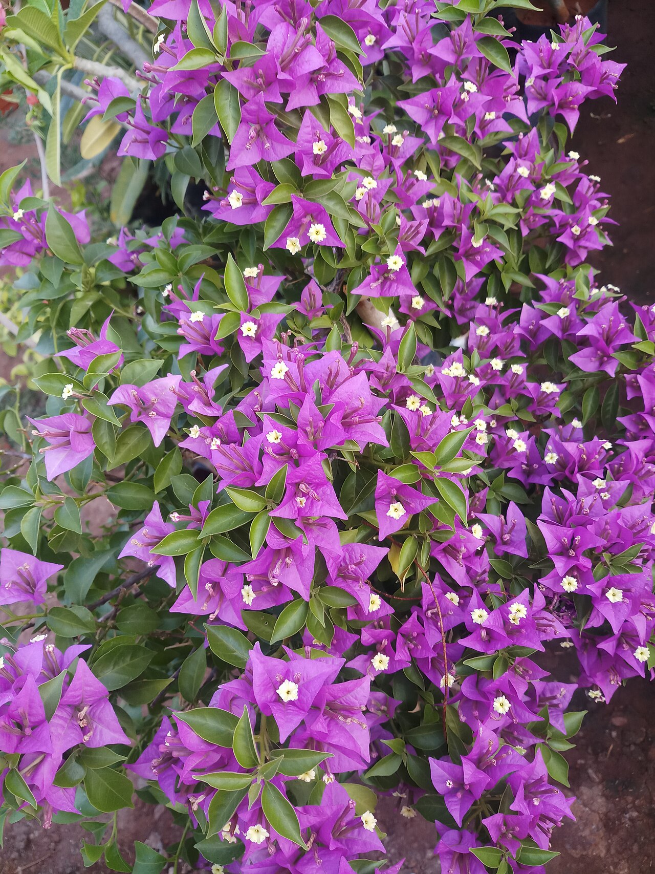 Bougainvillea glabra, Bougainvillea — climbing evergreen (Nyctaginaceae) (image 9 of 10)