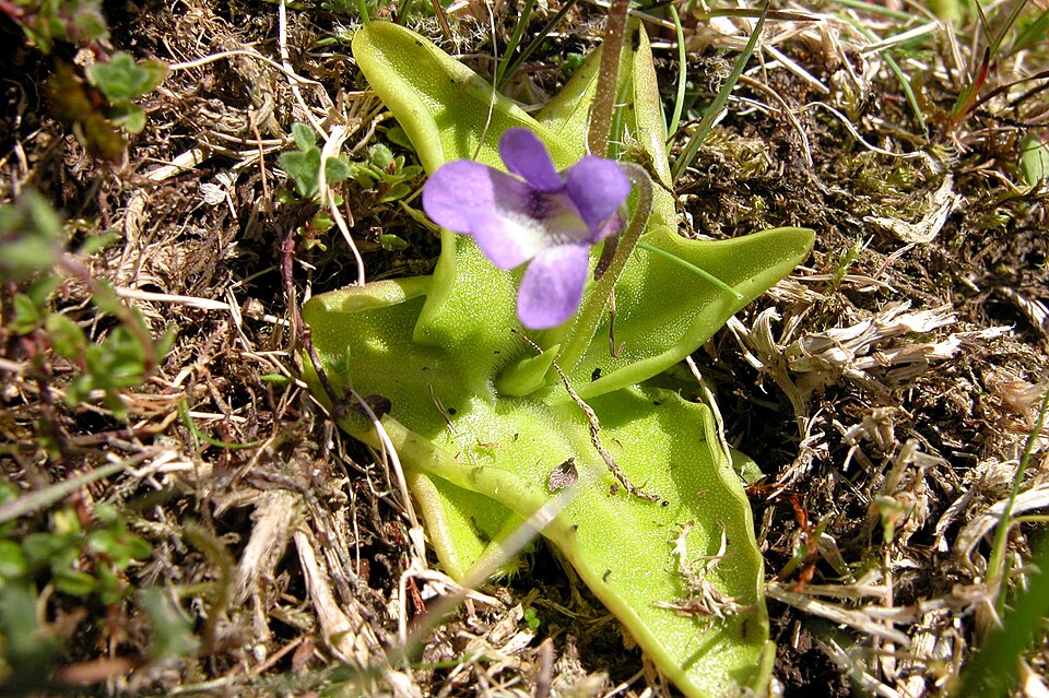 Pinguicula vulgaris (Common Butterwort)