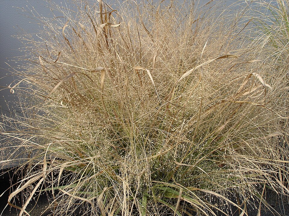 Eragrostis spectabilis (Purple Lovegrass) (alternate view 4)