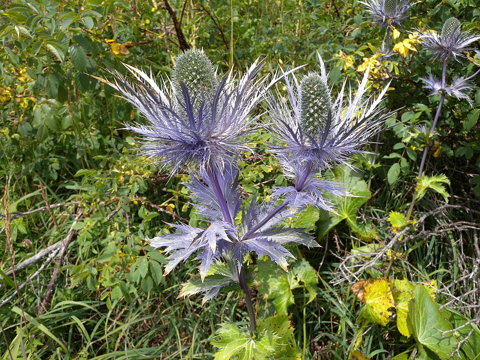 Eryngium alpinum (Alpine Sea Holly) (alternate view 6)
