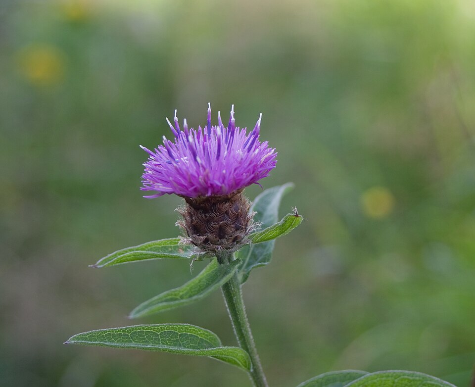 Centaurea nigra (black knapweed)