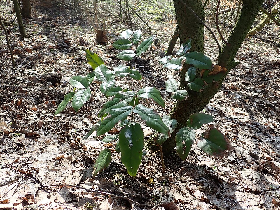 Berberis aquifolium (tall Oregon-grape) (alternate view 7)