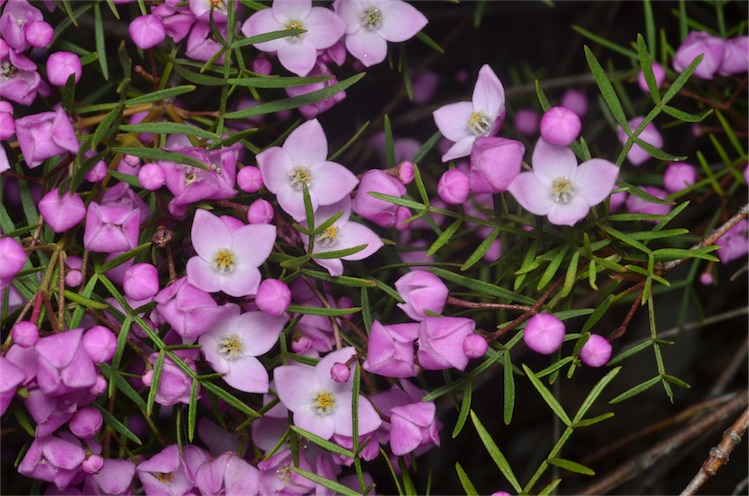 Boronia pinnata (Pink Boronia) (alternate view 2)