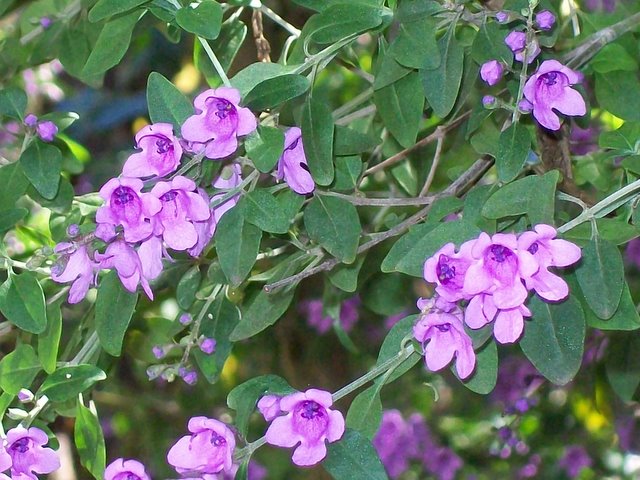 Prostanthera ovalifolia, Oval-leaf mint bush — upright evergreen (Lamiaceae) (image 1 of 10)