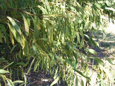 Acacia falcata (sickle wattle) (alternate view 6)