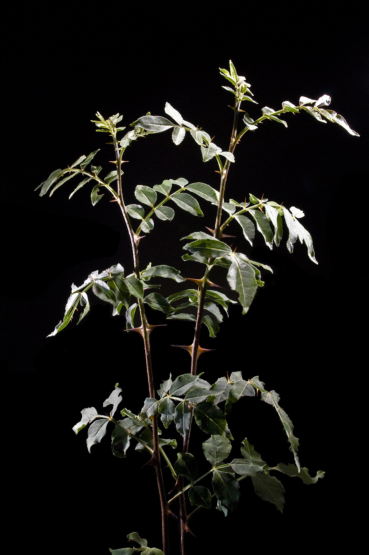Zanthoxylum piperitum, Japanese pepper — upright deciduous (Rutaceae) (image 3 of 10)