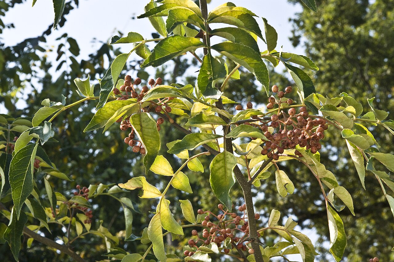 Zanthoxylum piperitum, Japanese pepper — upright deciduous (Rutaceae) (image 4 of 10)