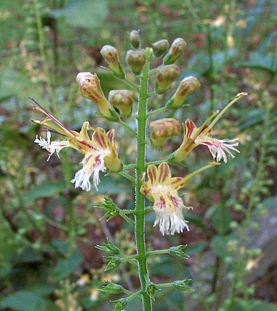 Collinsonia canadensis (citronella horse balm) (alternate view 6)