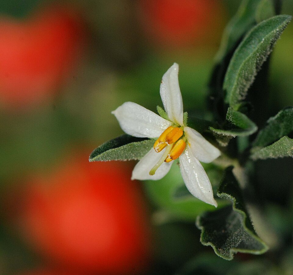 Solanum pseudocapsicum (Jerusalem cherry) (alternate view 7)