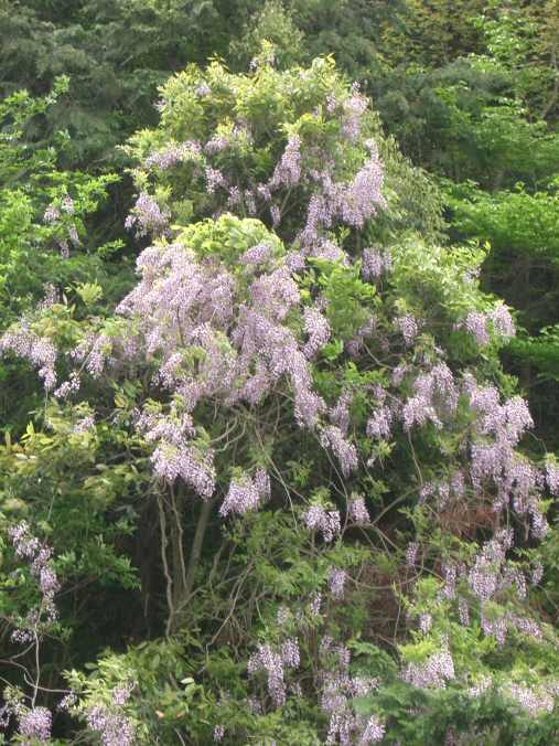 Wisteria brachybotrys, Silky wisteria — climbing deciduous (Fabaceae) (image 1 of 10)