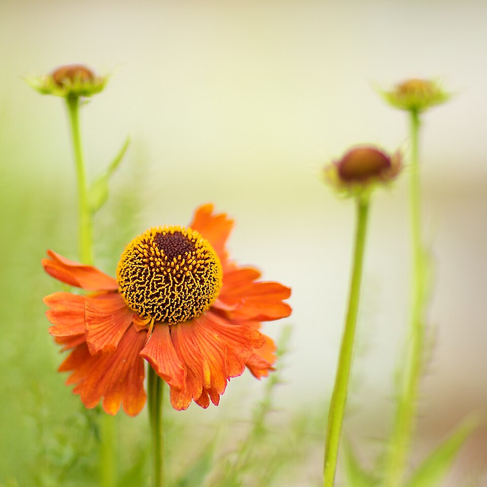Helenium 'Moerheim Beauty' (Moerheim Beauty Sneezeweed) (alternate view 3)