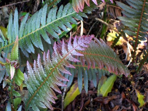Doodia aspera (Prickly Rasp fern) (alternate view 9)