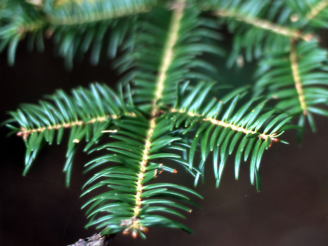 Abies spp., firs — upright evergreen (Pinaceae) (image 7 of 15)