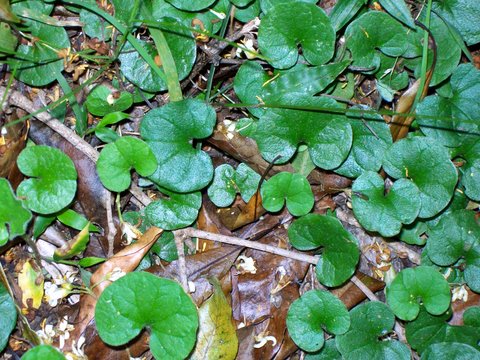 Dichondra repens (kidney weed) (alternate view 2)