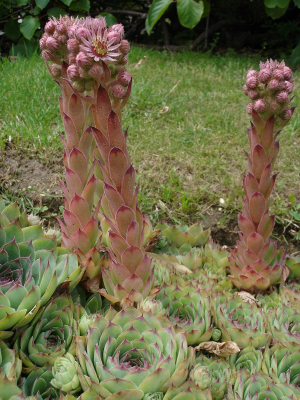 Sempervivum (hens and chicks)