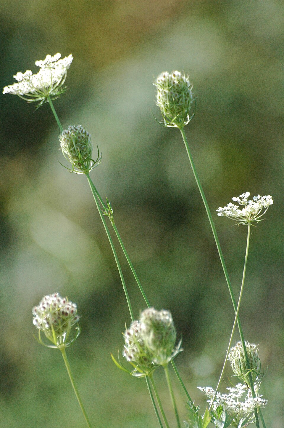 Daucus carota (Queen Ann's lace) (alternate view 8)