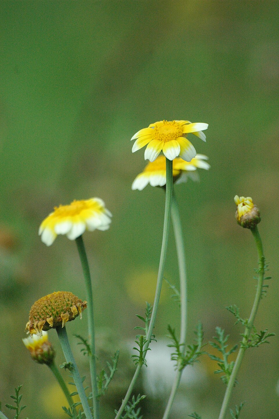 Glebionis segetum (Corn Marigold)