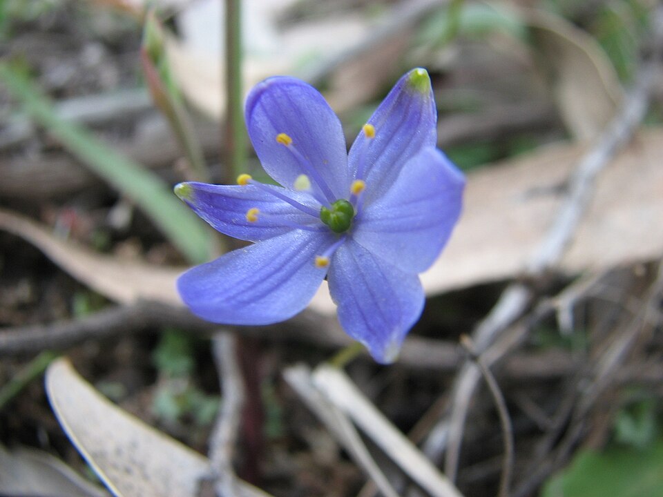 Chamaescilla corymbosa (Blue Stars)