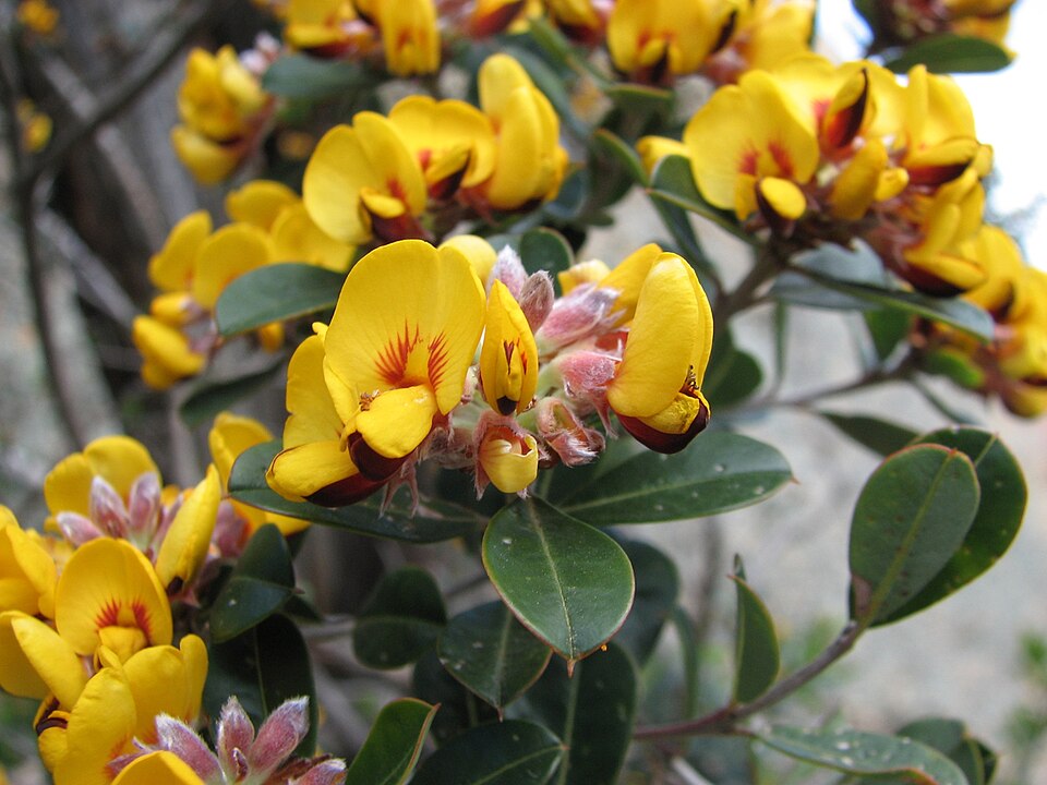 Pultenaea daphnoides (Large-leaf Bush Pea)