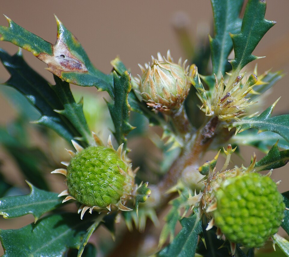 Banksia sessilis (Parrot Bush) (alternate view 7)