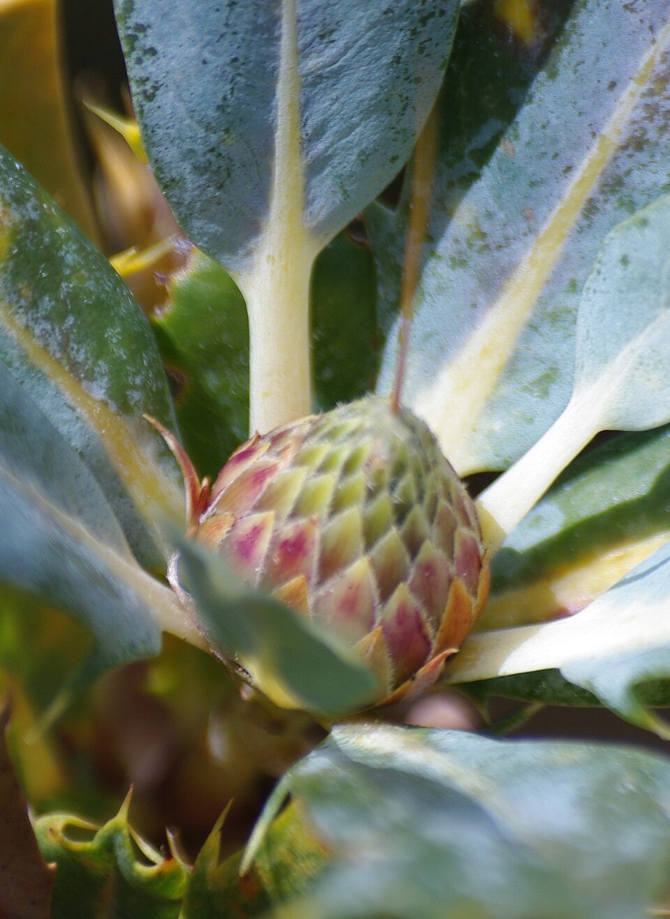Banksia sessilis (Parrot Bush) (alternate view 8)