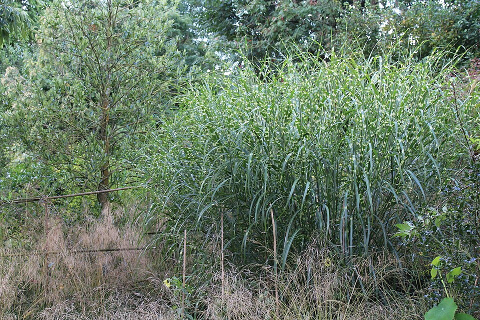 Miscanthus sinensis 'Strictus' (Porcupine Grass) (alternate view 5)