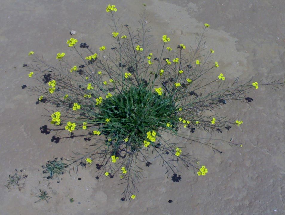 Diplotaxis (Wall-Rockets)