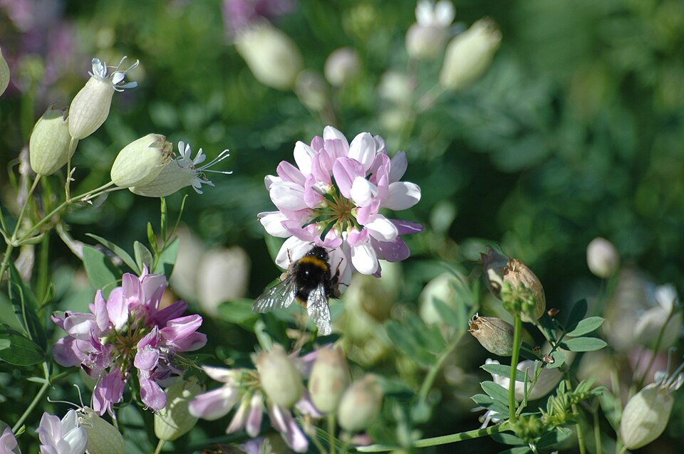 Securigera varia (purple crownvetch)