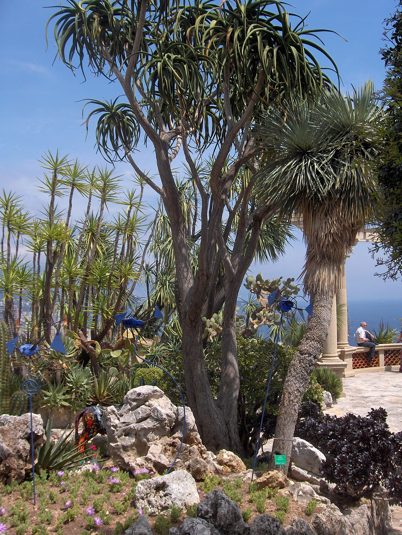 Yucca rostrata, Beaked yucca — upright evergreen (Asparagaceae) (image 2 of 10)