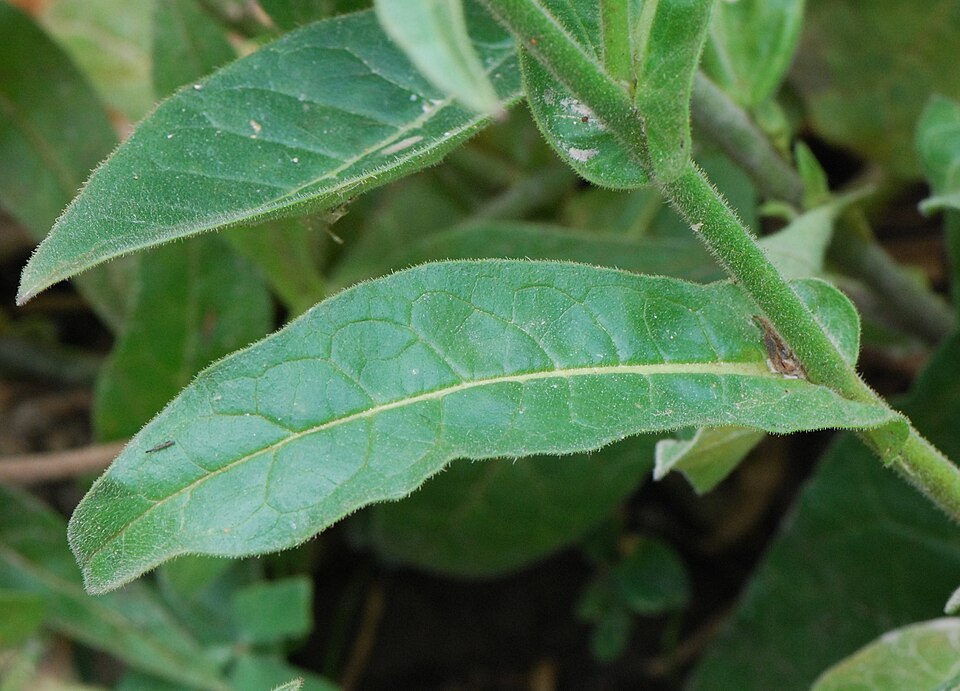 Nicotiana alata (flowering tobacco) (alternate view 8)