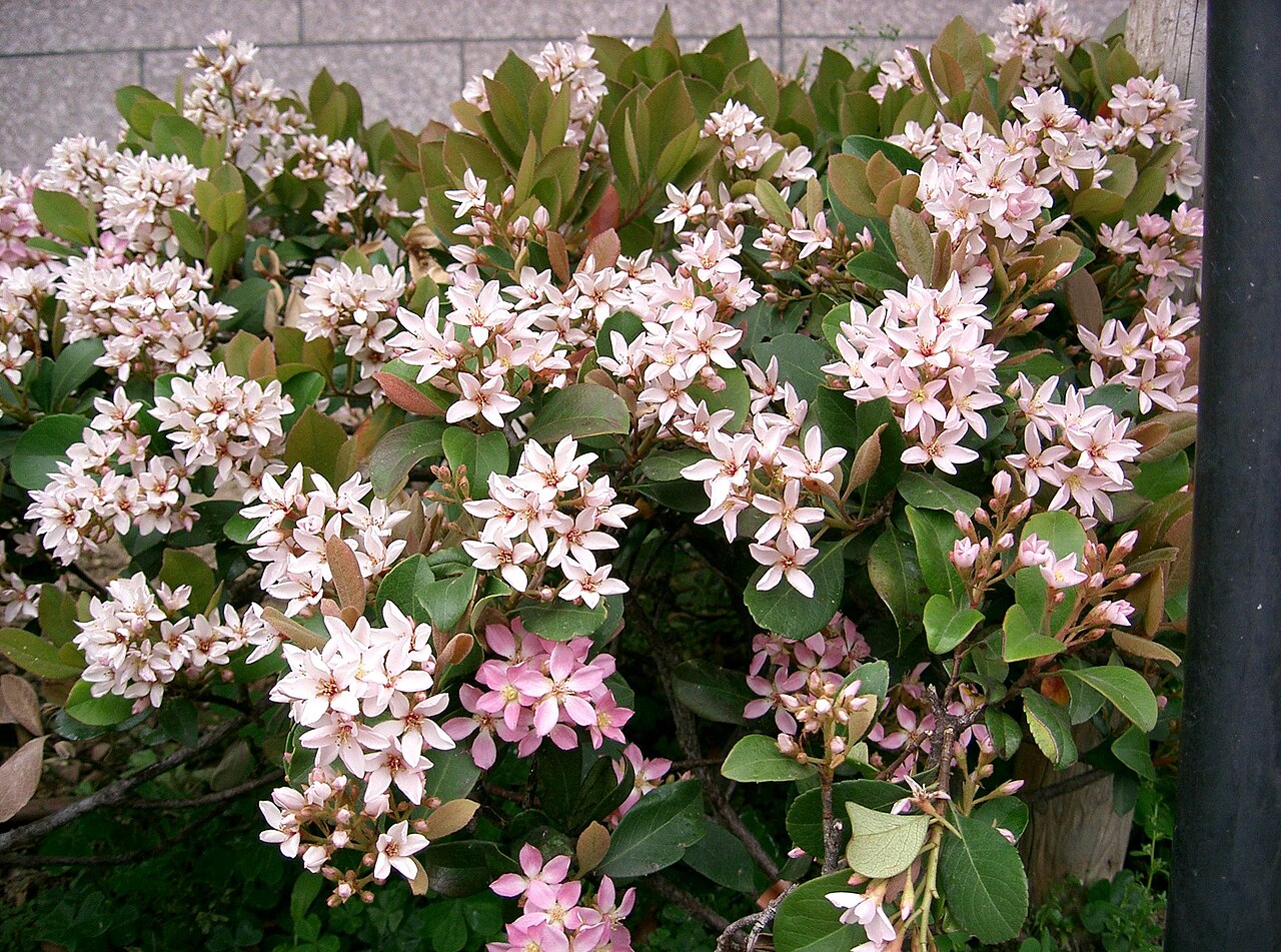 Rhaphiolepis umbellata, Yeddo hawthorn — mounding evergreen (Rosaceae) (image 1 of 10)