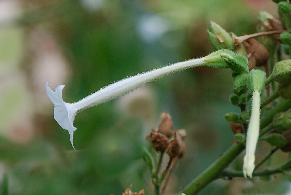 Nicotiana sylvestris (fragrant tobacco nightshade) (alternate view 11)