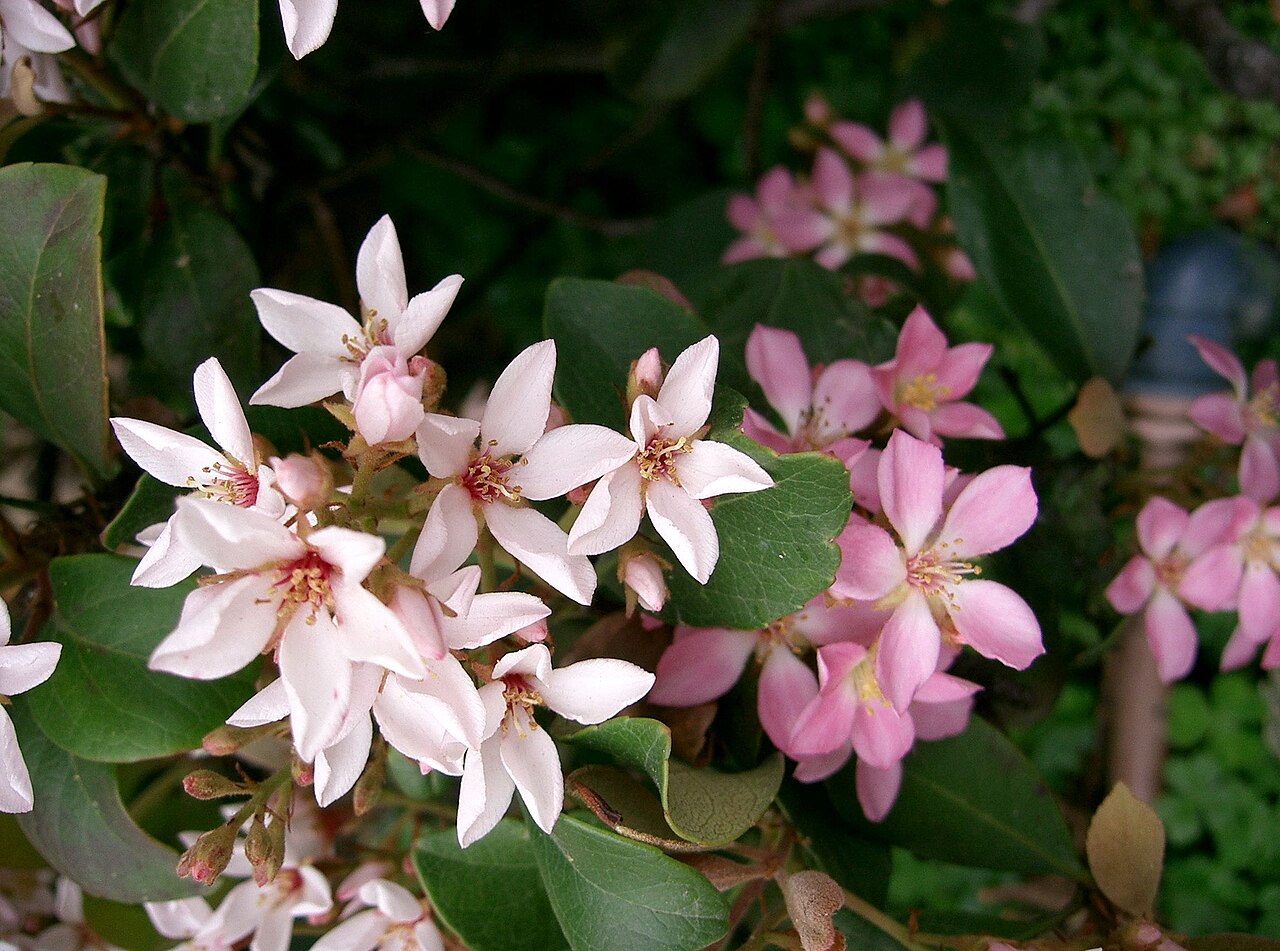 Rhaphiolepis umbellata, Yeddo hawthorn — mounding evergreen (Rosaceae) (image 2 of 10)