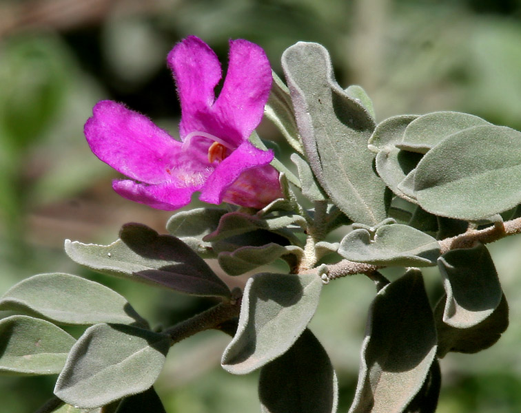 Leucophyllum frutescens, Texas sage — mounding evergreen (Scrophulariaceae) (image 8 of 10)