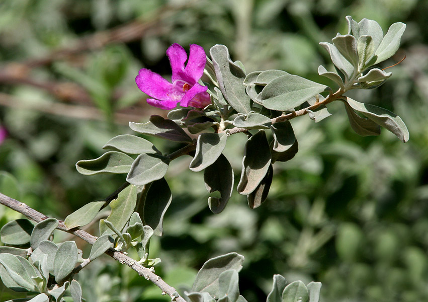 Leucophyllum frutescens, Texas sage — mounding evergreen (Scrophulariaceae) (image 9 of 10)