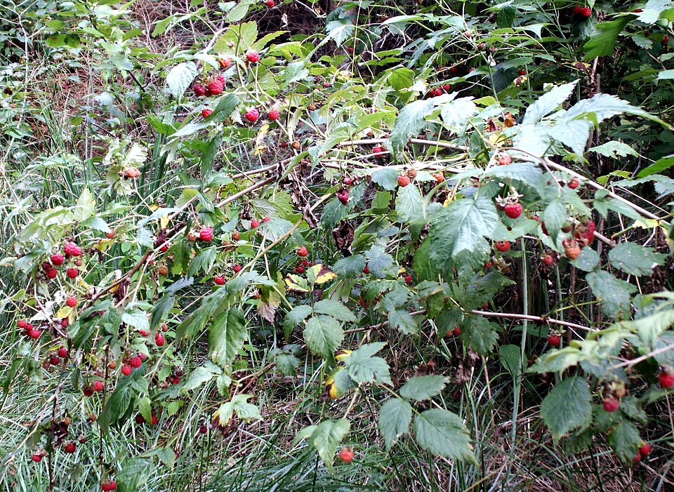 Rubus idaeus (raspberry) (alternate view 7)