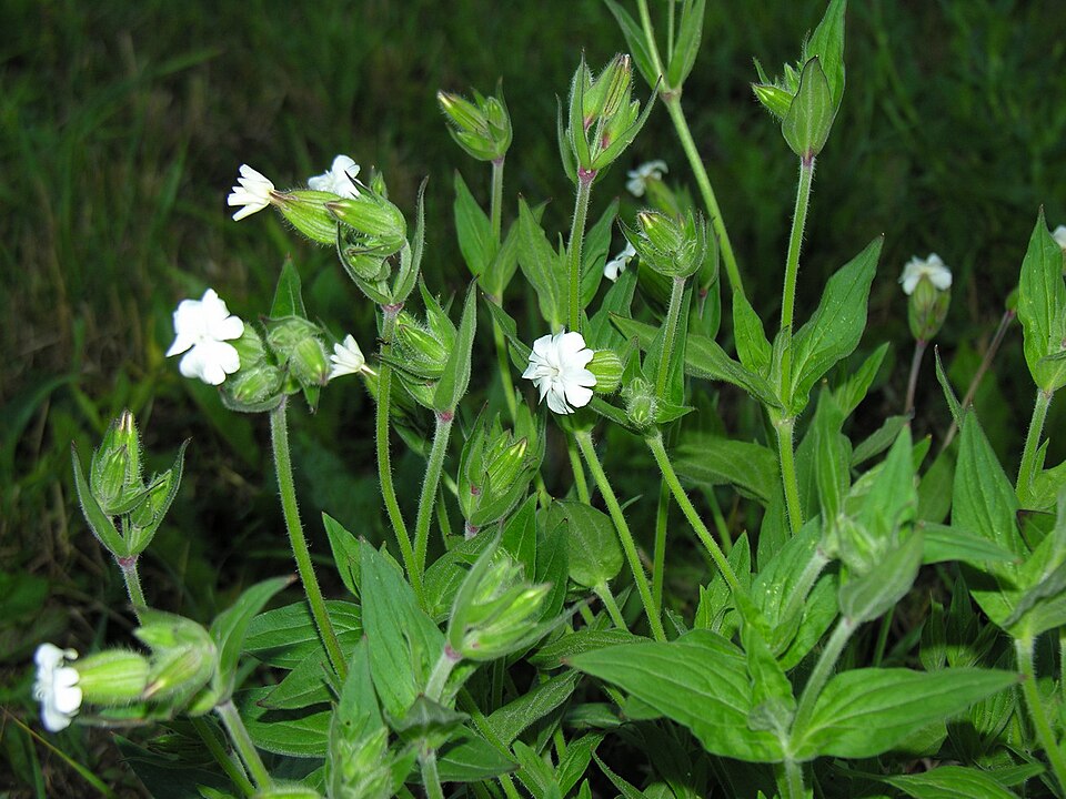 Silene latifolia (white campion)