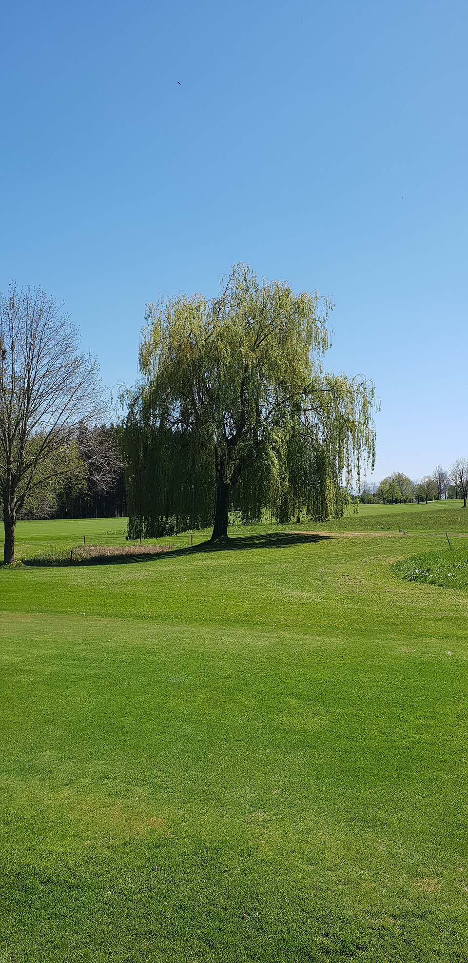 Salix alba 'Tristis' (Golden Weeping Willow) (alternate view 4)