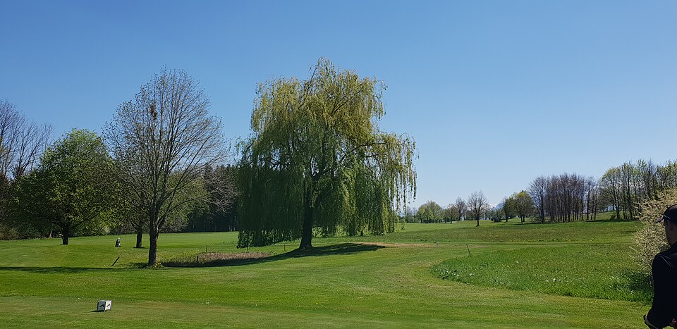 Salix alba 'Tristis' (Golden Weeping Willow) (alternate view 5)