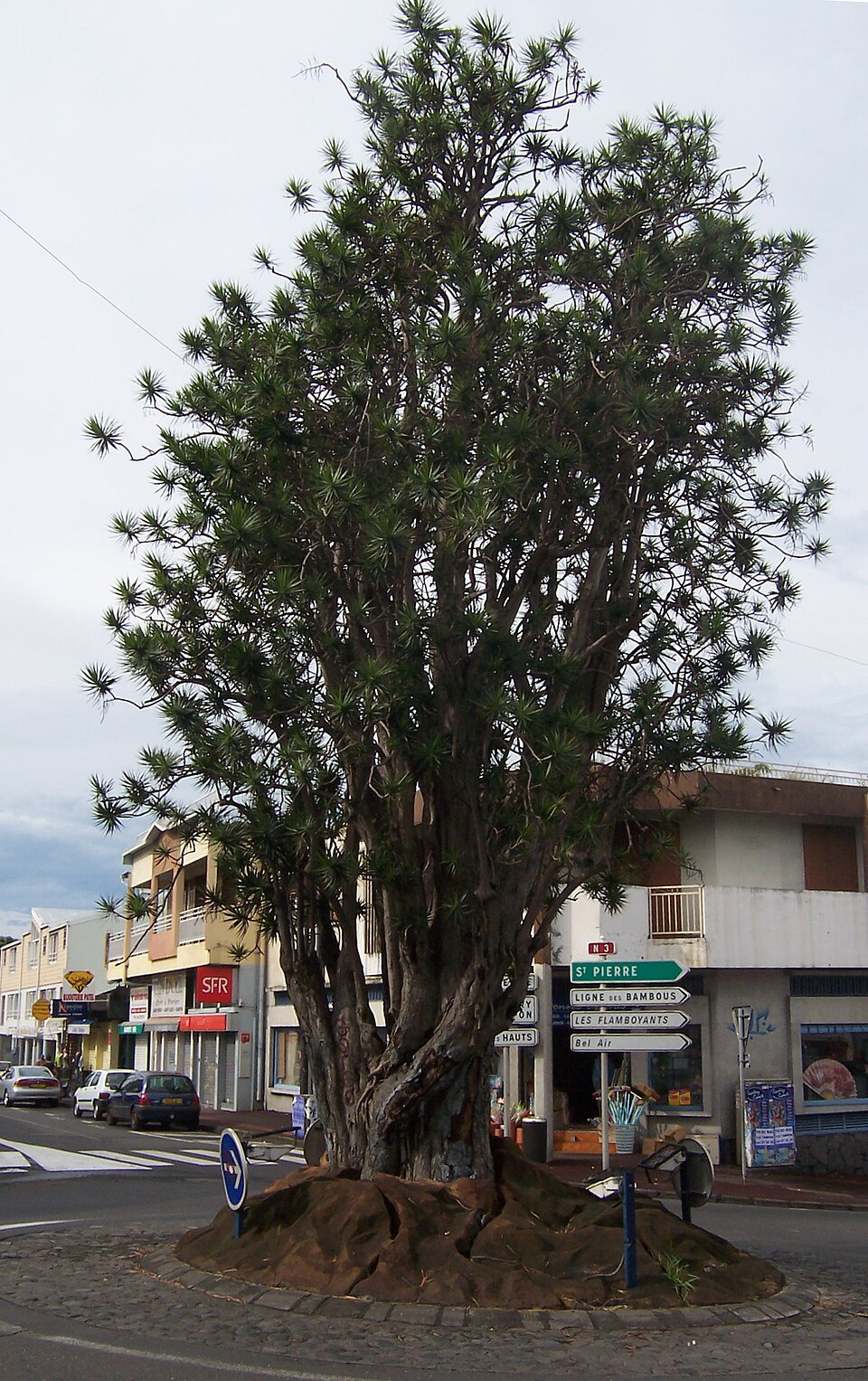 Dracaena reflexa (Song of India) (alternate view 8)