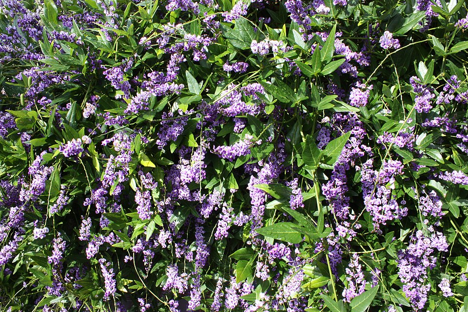 Hardenbergia comptoniana (Native wisteria) (alternate view 4)