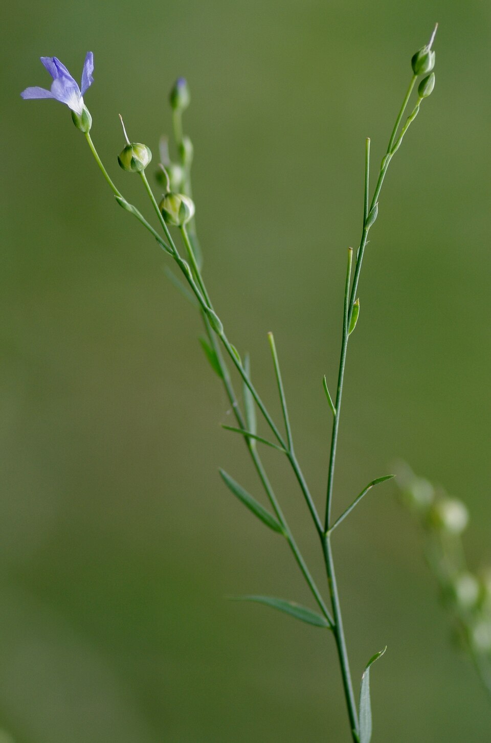 Linum marginale (Australian Flax) (alternate view 7)