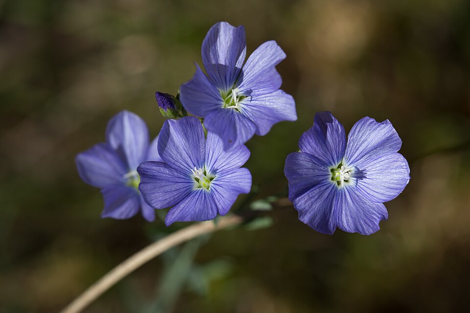 Linum marginale (Australian Flax) (alternate view 8)