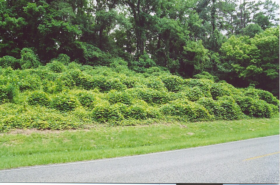Pueraria montana (kudzu) (alternate view 8)