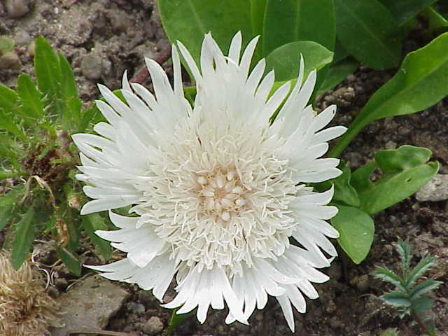 Stokesia laevis, Stokes' aster — clumping semi-evergreen (Asteraceae) (image 1 of 10)