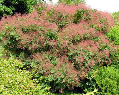 Cotinus coggygria (smoke tree, smoke bush) (alternate view 8)