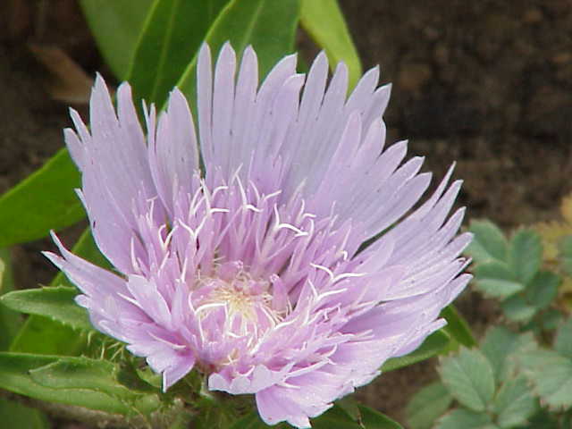 Stokesia laevis, Stokes' aster — clumping semi-evergreen (Asteraceae) (image 2 of 10)
