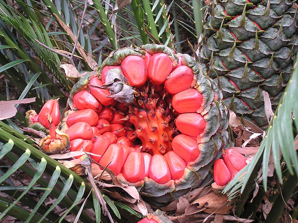 Macrozamia communis (burrawang) (alternate view 7)